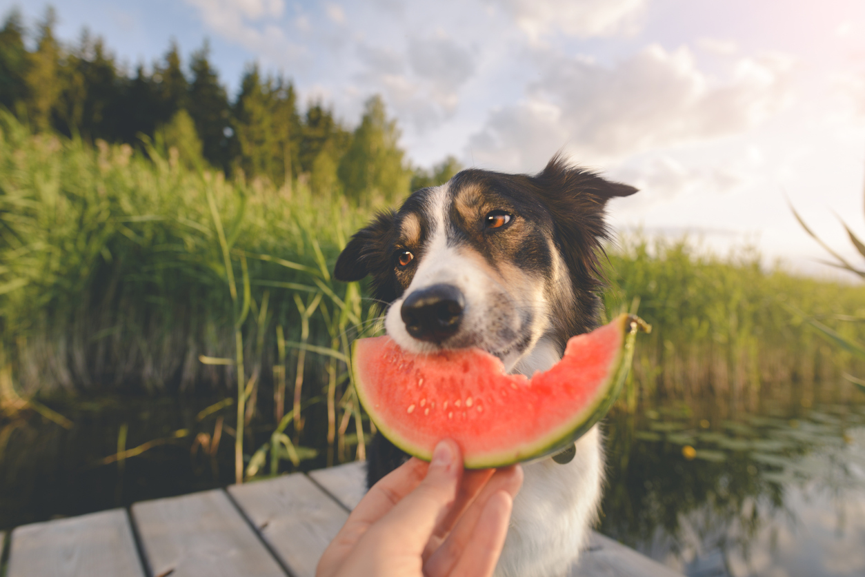 Visual Reference: 12 Fruits Dogs Can Eat