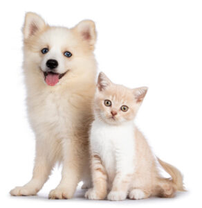 spay and neuter surgery in Tewksbury, MA