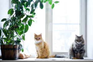 two-cats-with-house-plant