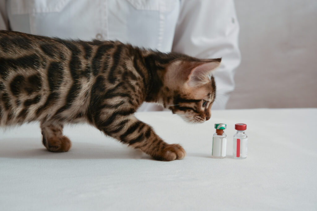 kitten vaccination schedule