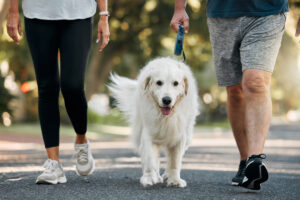 how much exercise does a dog need in Tewksbury, MA