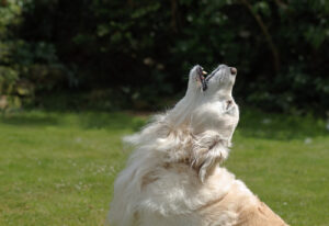 dog-howling-outside