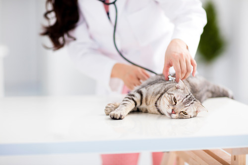 vet-examining-sick-cat-at-clinic