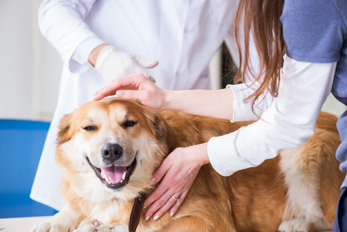 vet-examining-panting-dog-at-clinic