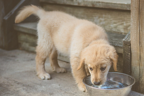 golden-retriever-puppy-drinking-from-metal-bowl-at-the-bottom-of-a-staircase