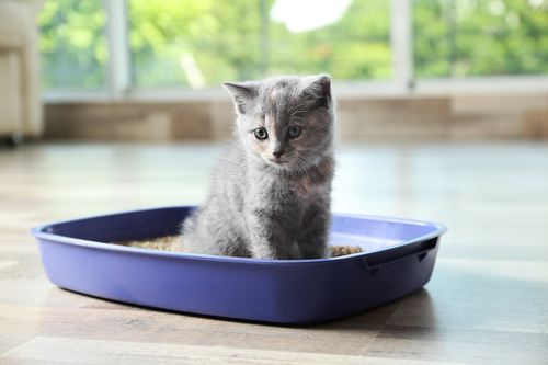 gray-kitten-sitting-in-shallow-litterbox