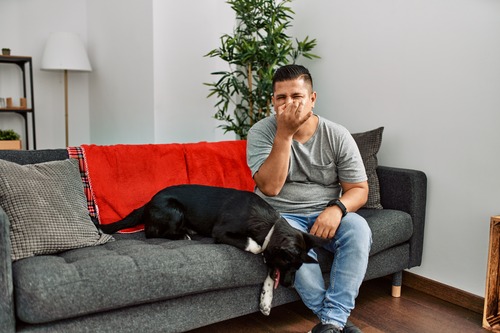 male-owner-holding-nose-while-dog-lays-next-to-him-on-the-couch