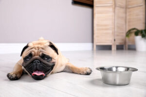 pug-laying-on-the-floor-next-to-water-bowl-while-panting