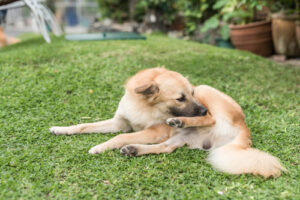 brown-dog-nibbles-on-his-leg-while-laying-in-grassy-yard