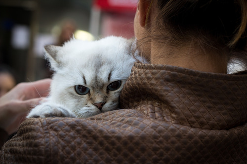 woman-holding-white-cat-with-blue-eyes-close-to-her