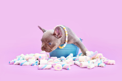 French bulldog puppy in bucket sniffing marshmallow treats on a pink background