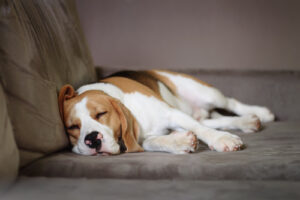 beagle dog sleeping on the couch