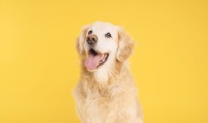 golden retriever panting against a yellow background