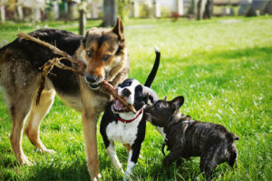 German shepherd, American staffordshire terrier, and French bulldog holding one stick at a dog park