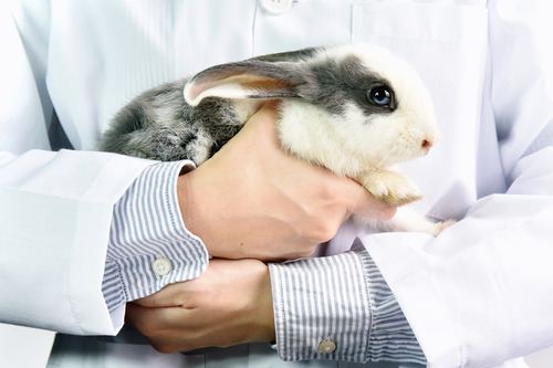 close up of veterinarian holding rabbit at clinic