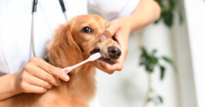 vet brushing dachshund dog's teeth at clinic