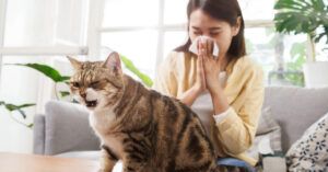 cat sitting on a coffee table coughing while owner blows her nose on the couch in the background