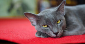 gray cat laying on a red blanket