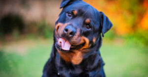 dog tilting his head and smiling at the camera with his tongue hanging out while drooling