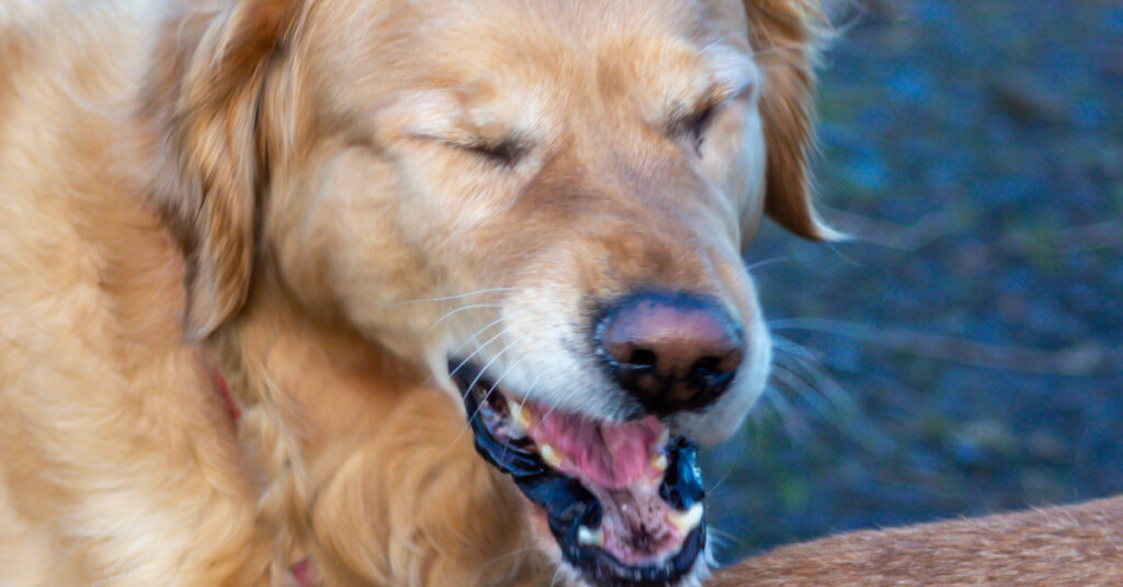 close up of golden retriever dog sneezing