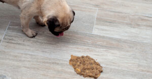 pug dog looking at the puddle of vomit on the floor