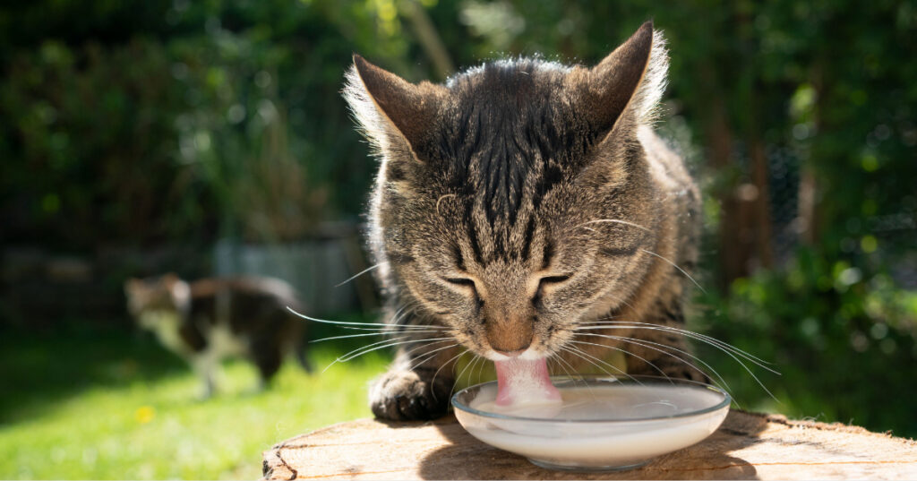 close up of cat drinking milk from a dish outside