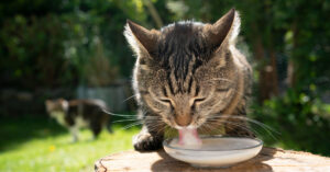 close up of cat drinking milk from a dish outside