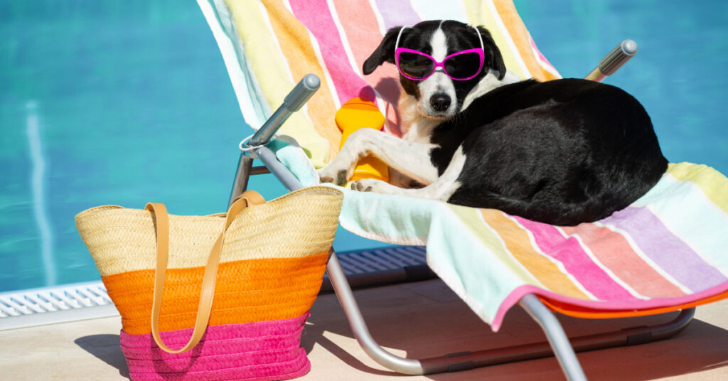 dog laying on a colorful beach towel on a lounge chair by a pool outside on a sunny day