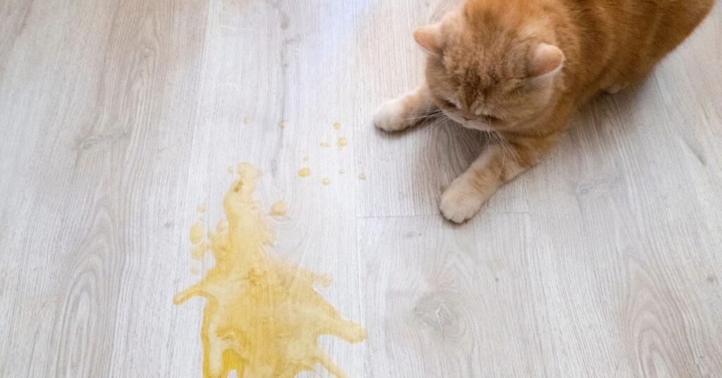 orange cat laying near puddle of yellow vomit on the floor