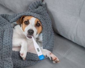 jack russell terrier dog wrapping in a gray blanket while laying on the couch with a thermometer in his mouth