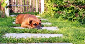 dog laying on cement path in backyard