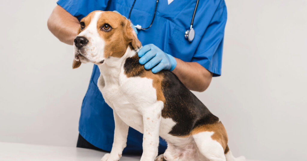 male vet examining beagle dog at clinic